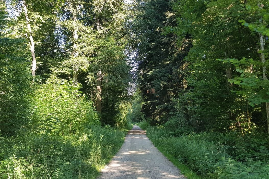 Spazieren und Joggen im Wald Niederlenz