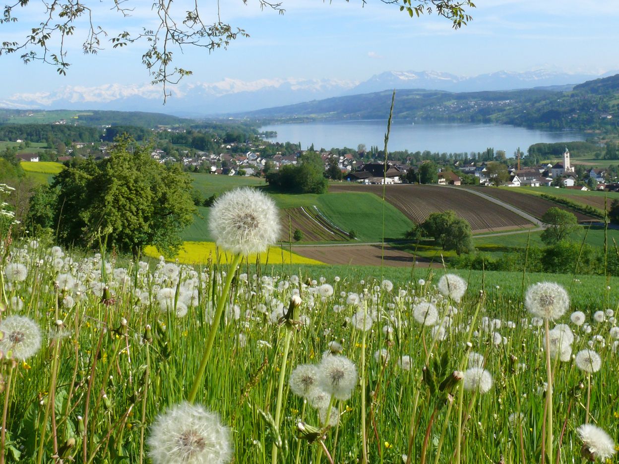 Am, auf, um den Hallwilersee