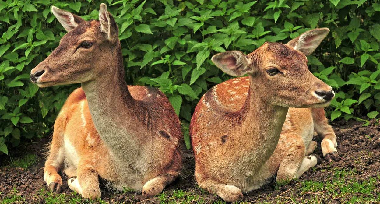 Wildpark Roggenhausen