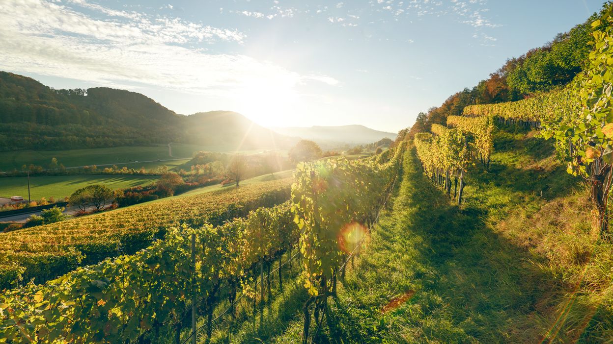 Eine Wanderung durch goldene Rebbergen