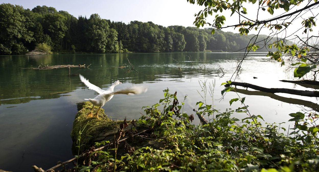 ViaRhenana Bad Zurzach-Laufenburg