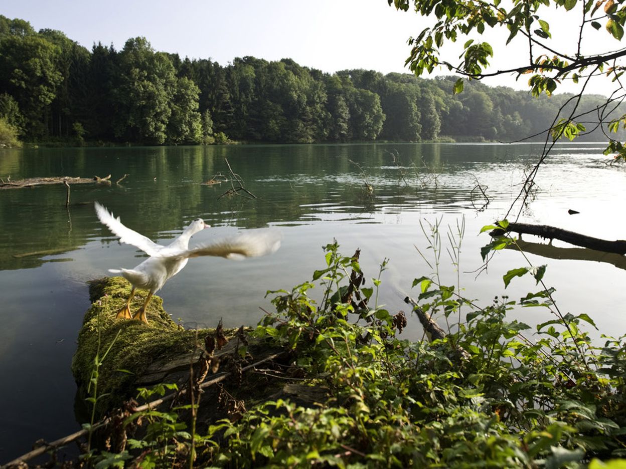 ViaRhenana Bad Zurzach-Laufenburg