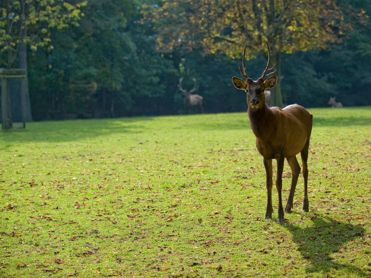 Wildpark Heitern