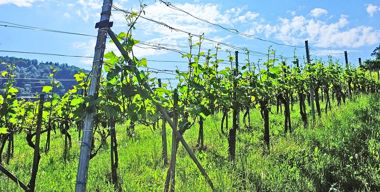 Aargauer Weinweg Brugg-Villigen