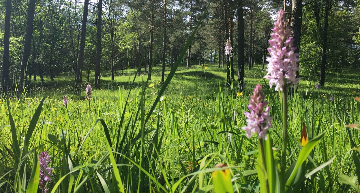 Flower Walk - Föhrenwälder