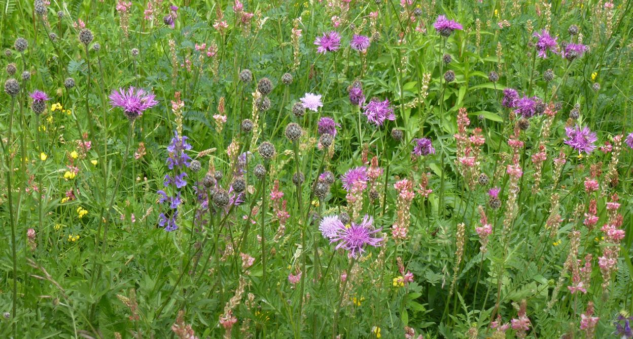 Flower Walk – Küttiger Wiesenvielfalt