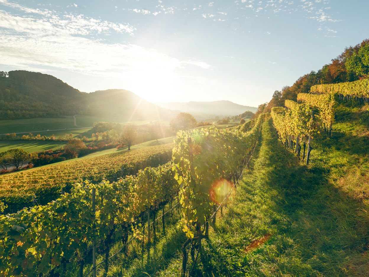 Eine Wanderung durch goldene Rebbergen