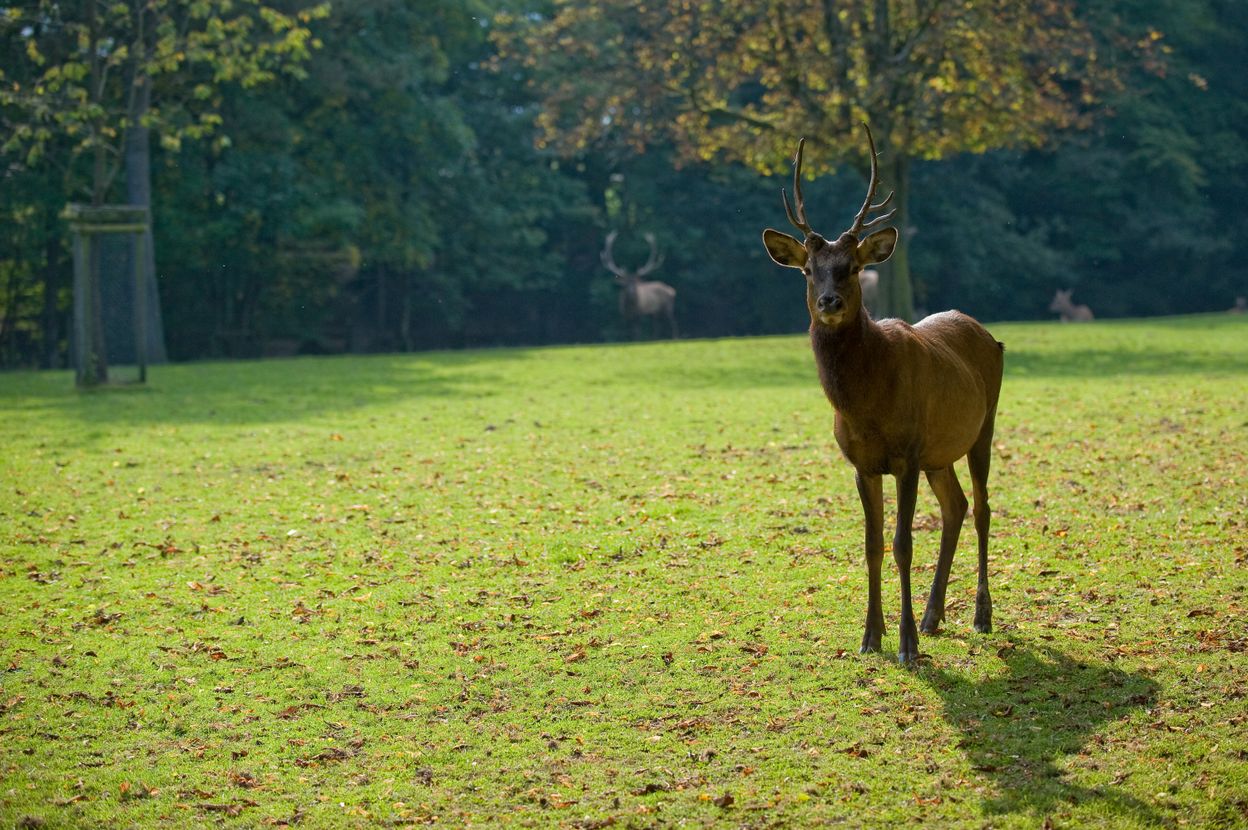 Wildpark Heitern