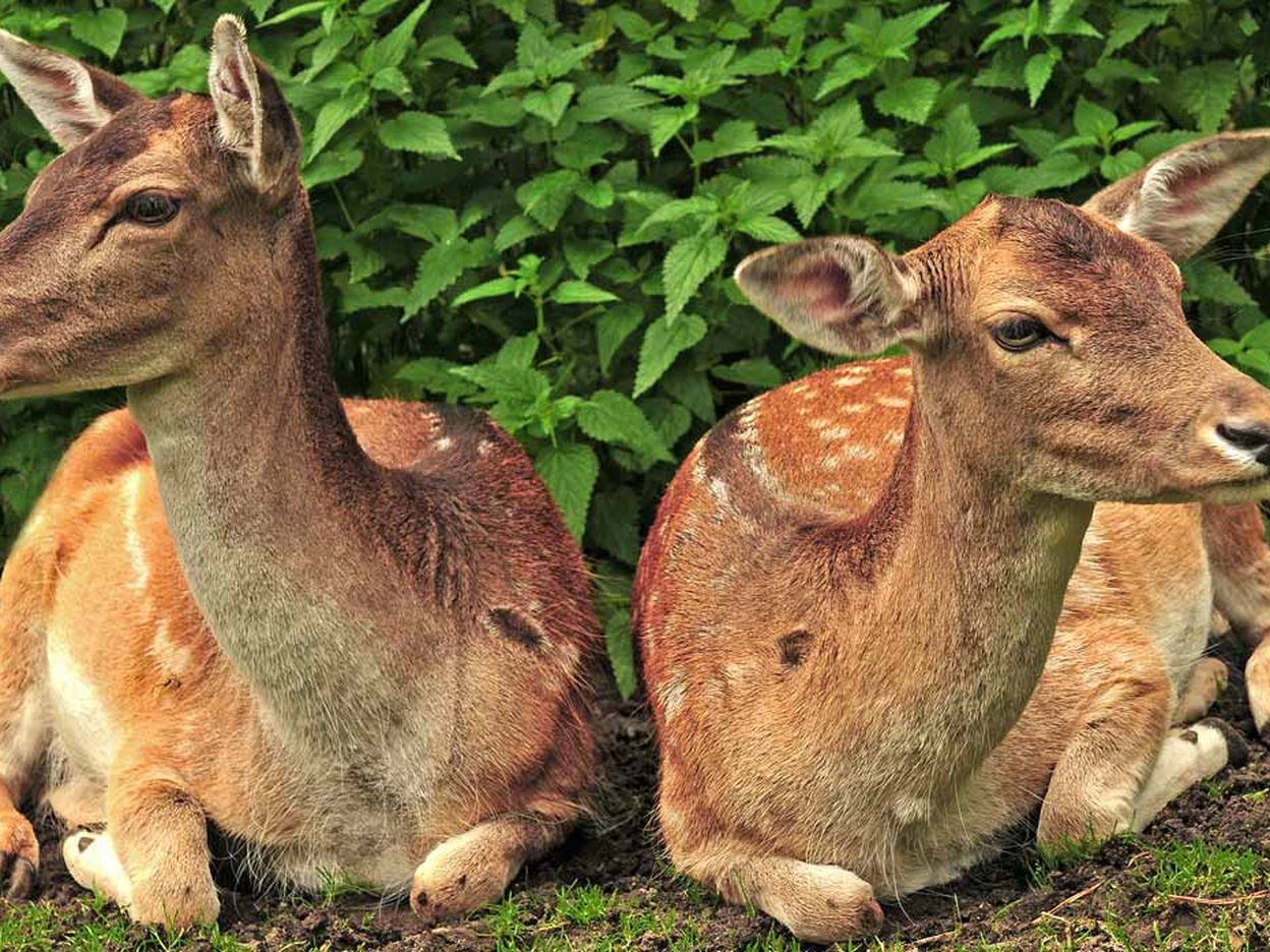 Roggenhausen Wildlife Park